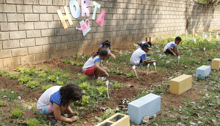 Escola municipal Adone Bonetti ganha horta e alunos aprendem a cultivar
